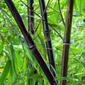 Phyllostachys nigra